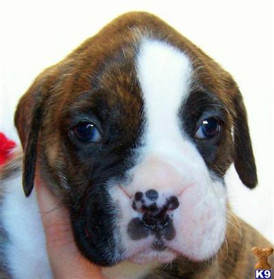 Puppies for Sale